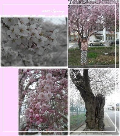 桜.jpg