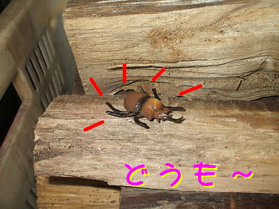 カブト虫参上.JPG