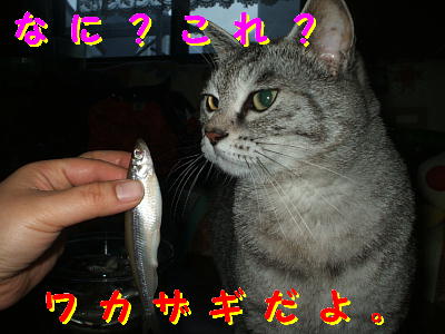 魚は食べ物です。.JPG