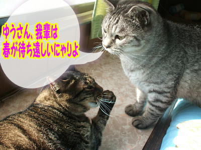 猫会議真っ最中.JPG