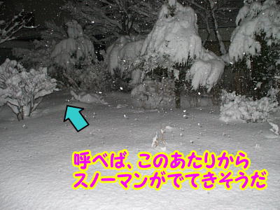 雪の日の庭.JPG