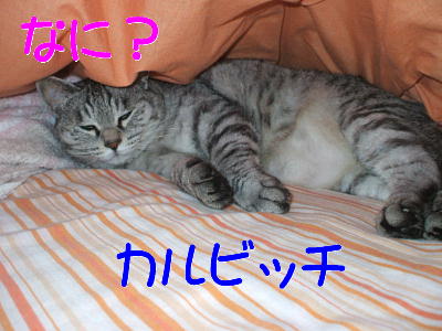 猫カルビッチ.JPG