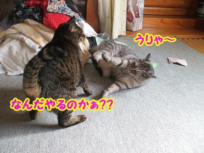 猫は家でバトル中.JPG