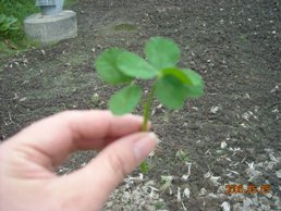 2008.5.3~5.5猿ヶ京旅行 186.JPG