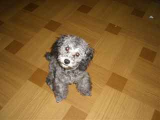 シフォン