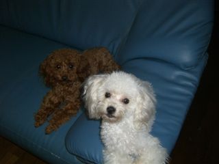 ファンキー＆ヒナ
