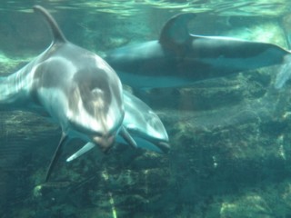 海遊館 イルカしゃん.jpg