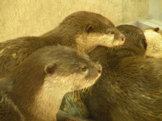 海遊館 カワウソ.jpg