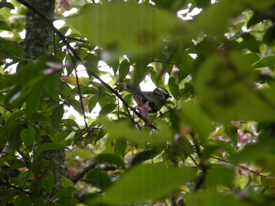 箱根の鳥さん１.jpg