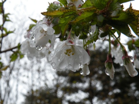 桜？.jpg