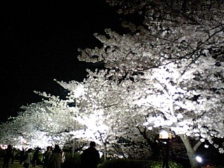 夜桜１.jpg