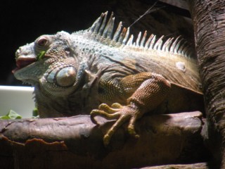 海遊館 モシャモシャ.jpg