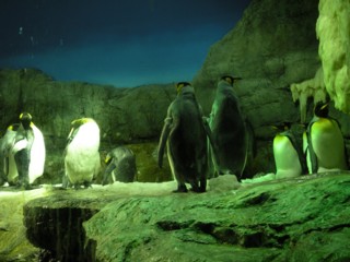 海遊館 ペンギン.jpg