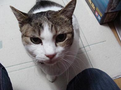 にゃんきち　おひざをねらう3