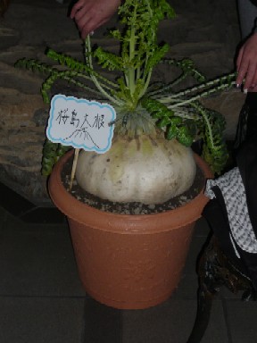 P1030500.JPG