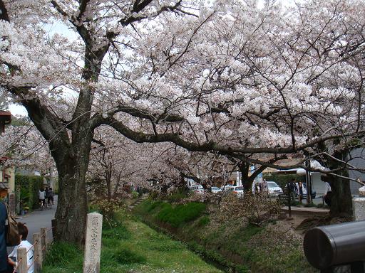 哲学の道～桜並木～