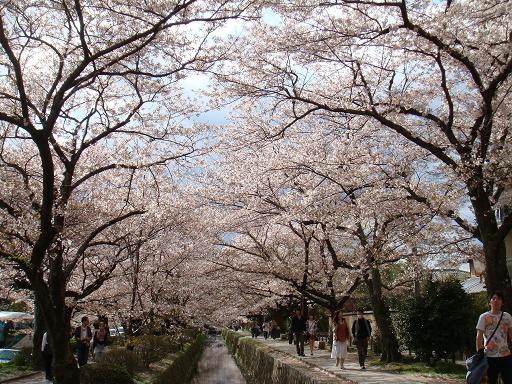 哲学の道～桜並木２～