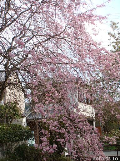 哲学の道～枝垂れ桜～