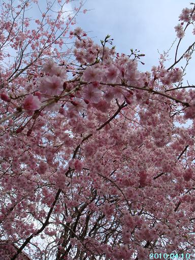 哲学の道～枝垂れ桜２～