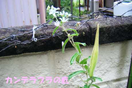 ブルースターの種