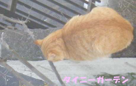 ねこ