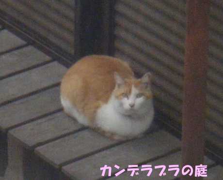 ねこ