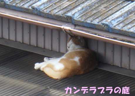 ねこ