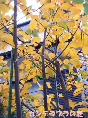 ジューンベリー　紅葉