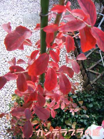 ブルーベリー　紅葉