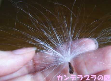 ブルースターの種