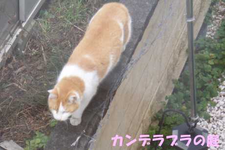 ねこ