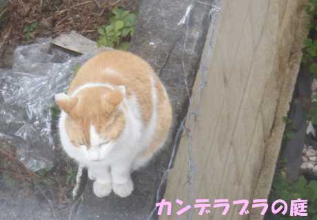 ねこ