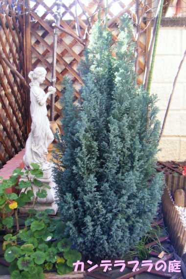 シルバースター