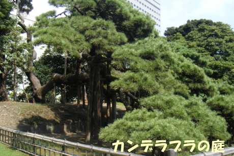 樹齢300年の松の木