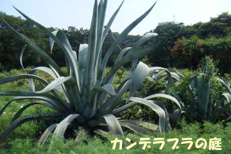 リュウゼツラン