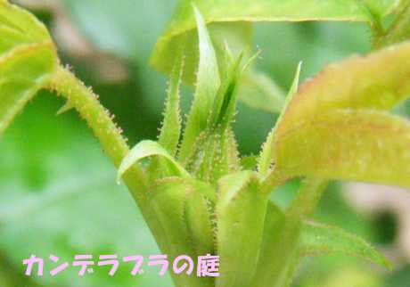 オノリーヌドブラバン