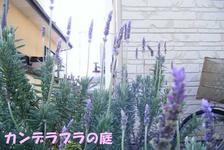 ラベンダー