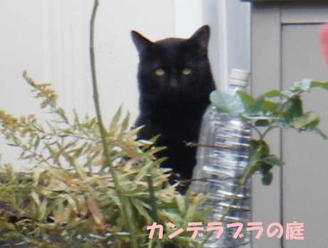 近所のねこ