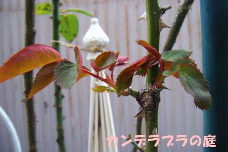 アンクルウォーター