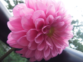 今月の花はダリア みっちゃん あたしの好きなもの 楽天ブログ
