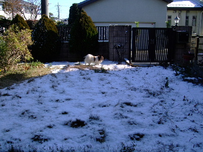 初雪１.JPG