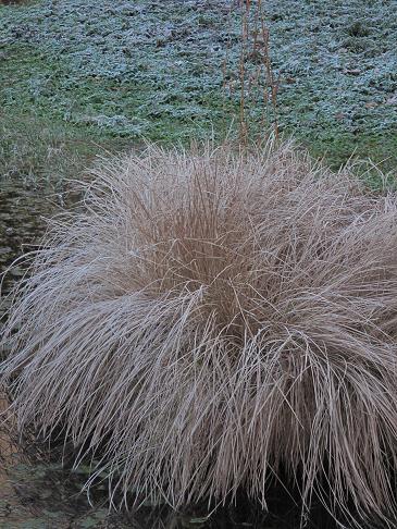 １２月８日　朝日村　夜明け 草に降りた霜