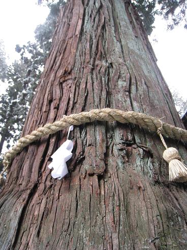比叡神社　杉の大木
