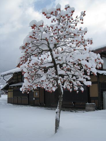雪をかぶった柿木
