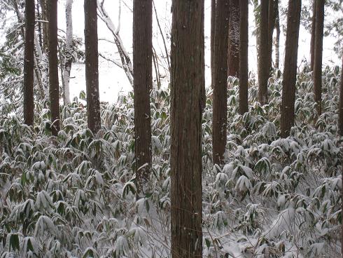 檜林の雪景色