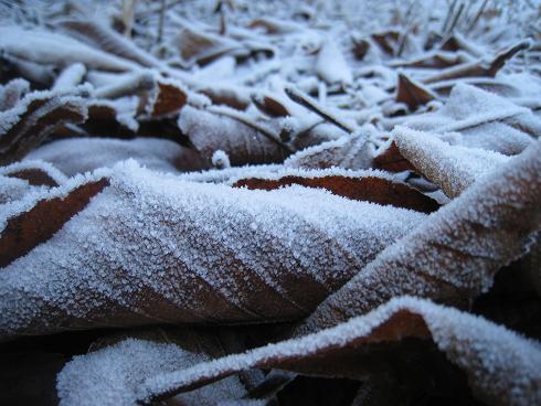 秋神温泉【氷点下の森】　霜の降りた落ち葉