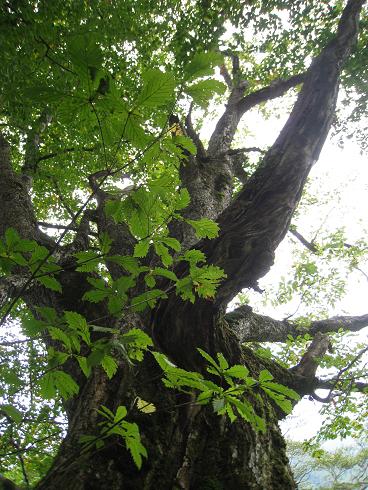 天然クロマイタケの生えていたミズナラの木