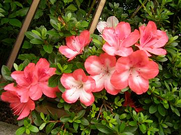 花_163