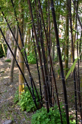 2011桜・松花堂庭園_17-D・クロチク.jpg