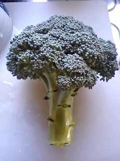 そろそろ終わりが近いブロッコリー